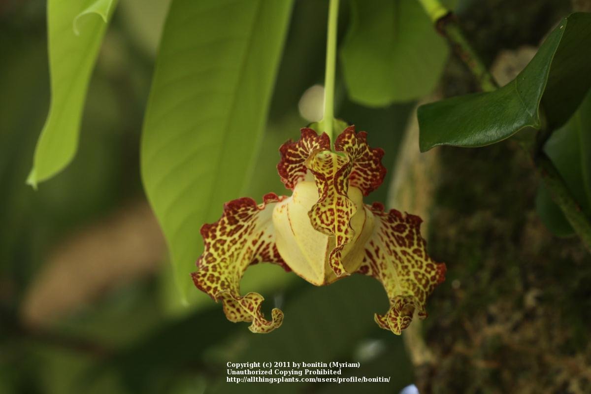 Monodora myristica